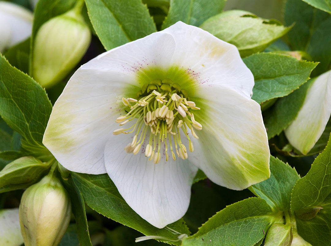 Helleborus Rosa di Natale